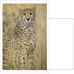 Cheetah in Tall Grass by Anonymous