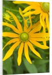 Rubeckia Hirta Flowers by Anonymous