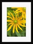 Rubeckia Hirta Flowers by Anonymous