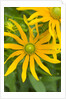 Rubeckia Hirta Flowers by Anonymous