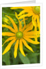 Rubeckia Hirta Flowers by Anonymous