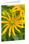 Rubeckia Hirta Flowers by Anonymous