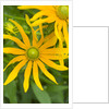 Rubeckia Hirta Flowers by Anonymous
