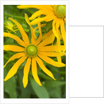 Rubeckia Hirta Flowers by Anonymous