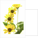 Yellow Daisy by Anonymous