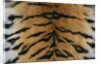 Tiger Fur by Anonymous