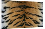 Tiger Fur by Anonymous