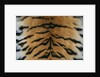 Tiger Fur by Anonymous