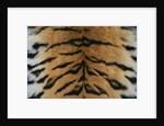 Tiger Fur by Anonymous