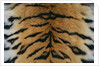Tiger Fur by Anonymous