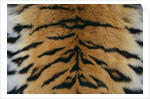 Tiger Fur by Anonymous