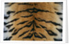Tiger Fur by Anonymous