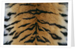 Tiger Fur by Anonymous