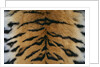 Tiger Fur by Anonymous