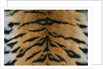 Tiger Fur by Anonymous
