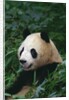 Giant Panda in Forest by Anonymous