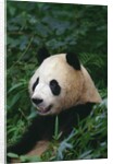 Giant Panda in Forest by Anonymous