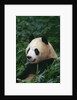 Giant Panda in Forest by Anonymous