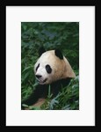 Giant Panda in Forest by Anonymous