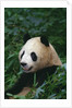 Giant Panda in Forest by Anonymous