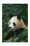 Giant Panda in Forest by Anonymous