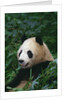 Giant Panda in Forest by Anonymous