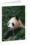 Giant Panda in Forest by Anonymous