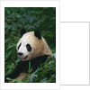 Giant Panda in Forest by Anonymous