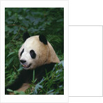 Giant Panda in Forest by Anonymous