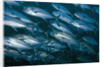 Schooling Bigeye Jack by Anonymous