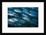 Schooling Bigeye Jack by Anonymous