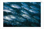 Schooling Bigeye Jack by Anonymous