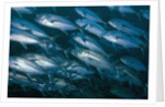 Schooling Bigeye Jack by Anonymous