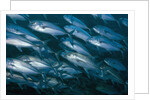 Schooling Bigeye Jack by Anonymous
