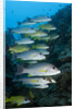 Onespot Snapper and Bluelined Snapper by Anonymous