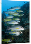 Onespot Snapper and Bluelined Snapper by Anonymous