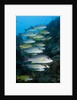 Onespot Snapper and Bluelined Snapper by Anonymous