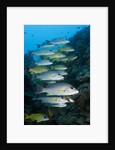 Onespot Snapper and Bluelined Snapper by Anonymous