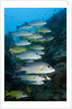 Onespot Snapper and Bluelined Snapper by Anonymous