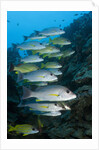 Onespot Snapper and Bluelined Snapper by Anonymous