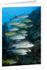 Onespot Snapper and Bluelined Snapper by Anonymous