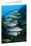 Onespot Snapper and Bluelined Snapper by Anonymous