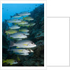 Onespot Snapper and Bluelined Snapper by Anonymous