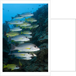 Onespot Snapper and Bluelined Snapper by Anonymous