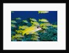 Bluelined Snapper in French Polynesia by Anonymous