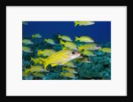 Bluelined Snapper in French Polynesia by Anonymous