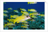 Bluelined Snapper in French Polynesia by Anonymous