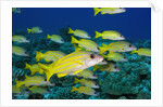 Bluelined Snapper in French Polynesia by Anonymous
