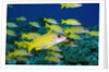 Bluelined Snapper in French Polynesia by Anonymous