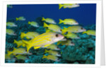 Bluelined Snapper in French Polynesia by Anonymous